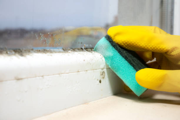 Best Office Mold Removal Services  in Discovery Bay, CA