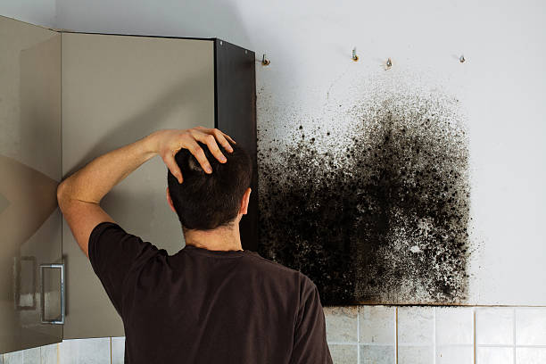 Best Mold Damage Repair  in Discovery Bay, CA