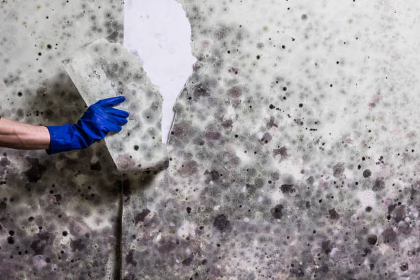 Best Residential Mold Removal  in Discovery Bay, CA